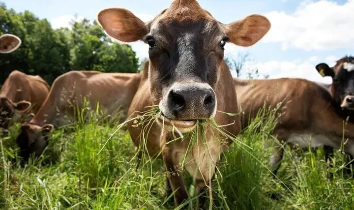 Jakie rośliny i zwierzęta warto hodować, aby naprawdę zarobić?