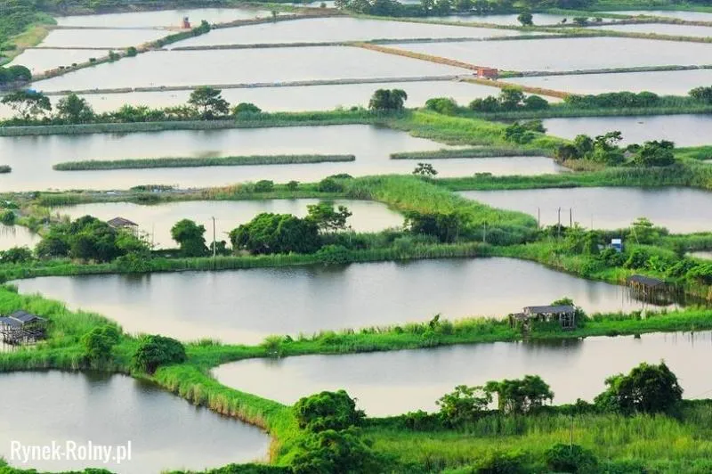 Zarabianie na stawach rybnych – ile naprawdę możesz zyskać?