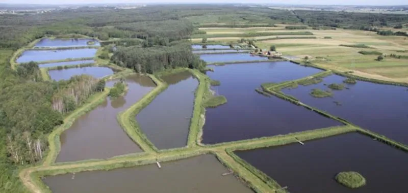 Opłacalność hodowli ryb