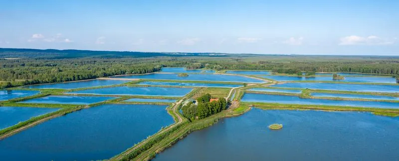 Zarabianie na stawach rybnych